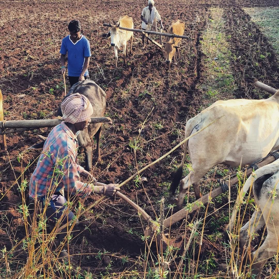 Organic farming at Mandala Farms